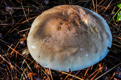Boletus pseudopinophilus
