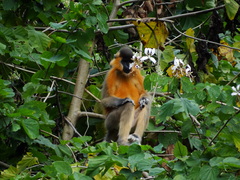 Trachypithecus pileatus