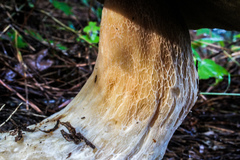 Boletus pseudopinophilus