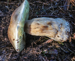 Boletus pseudopinophilus