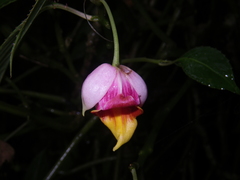 Impatiens bonii