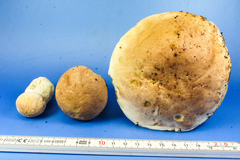 Boletus pseudopinophilus