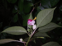 Impatiens bonii