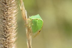 Stictocephala bisonia