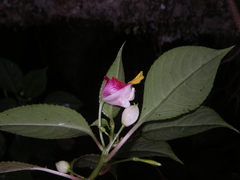Impatiens bonii
