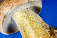 Boletus pseudopinophilus