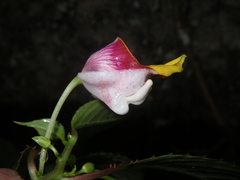 Impatiens bonii
