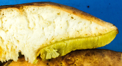 Boletus pseudopinophilus