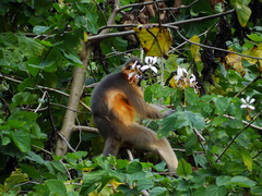 Trachypithecus pileatus