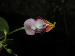 Impatiens bonii