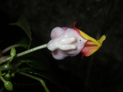 Impatiens bonii