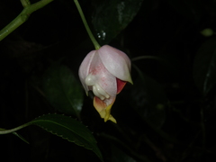 Impatiens bonii