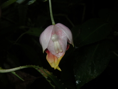 Impatiens bonii