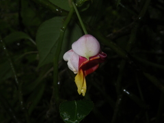 Impatiens bonii