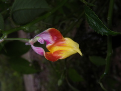 Impatiens bonii