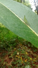 Rhynchomitra