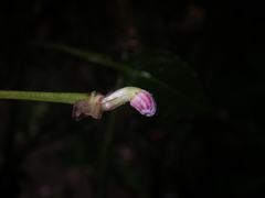 Impatiens bonii