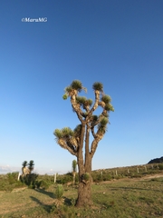 Yucca decipiens