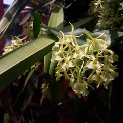 Epidendrum melistagum