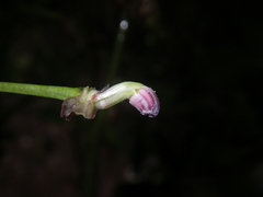 Impatiens bonii