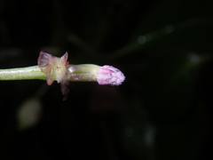 Impatiens bonii