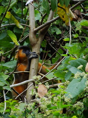 Trachypithecus pileatus