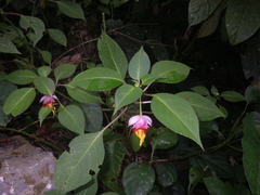 Impatiens bonii