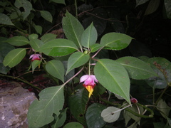 Impatiens bonii