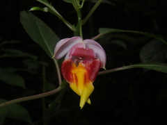 Impatiens bonii