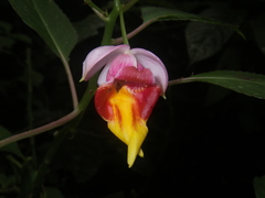 Impatiens bonii