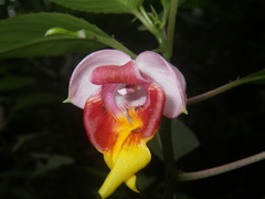 Impatiens bonii