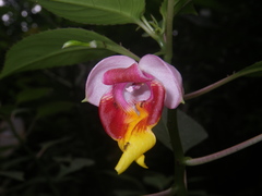Impatiens bonii
