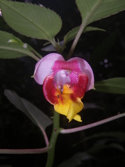 Impatiens bonii