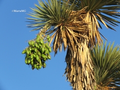 Yucca decipiens