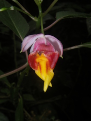 Impatiens bonii