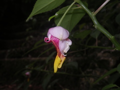 Impatiens bonii