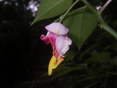 Impatiens bonii