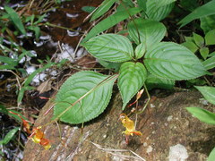 Impatiens chapaensis