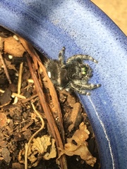 Phidippus audax