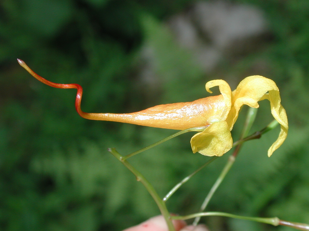 Impatiens chapaensis (Impatiens chapaensis)