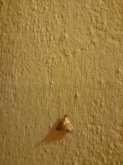 Agrotera nemoralis