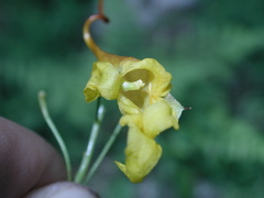 Impatiens chapaensis