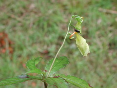 Impatiens clavigera