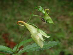 Impatiens clavigera