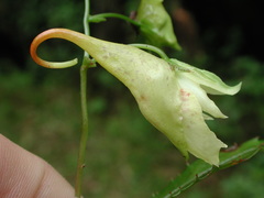 Impatiens clavigera