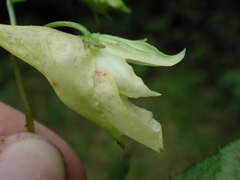 Impatiens clavigera