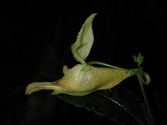 Impatiens clavigera