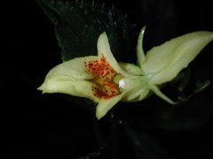 Impatiens clavigera