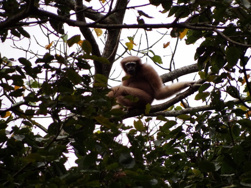 Western Hoolock Gibbon