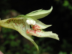 Impatiens clavigera